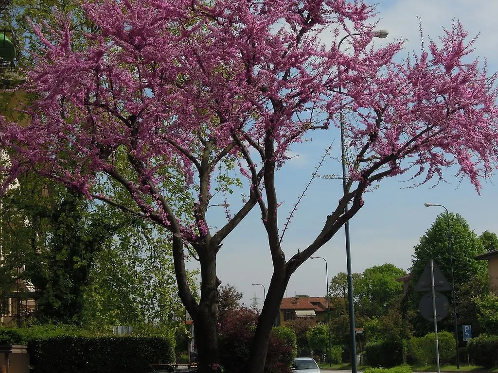 Lejlighed Residenza Sansovino Mestre Italien